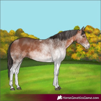 Horse Color:White Spotted Bay 