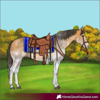 Horse Color:White Spotted Buckskin Tobiano 