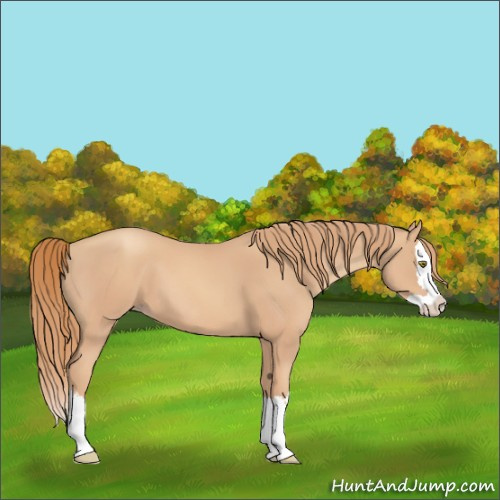 Horse Color:Gold Champagne Splash 