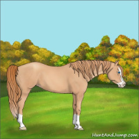 Horse Color:Gold Champagne Splash 