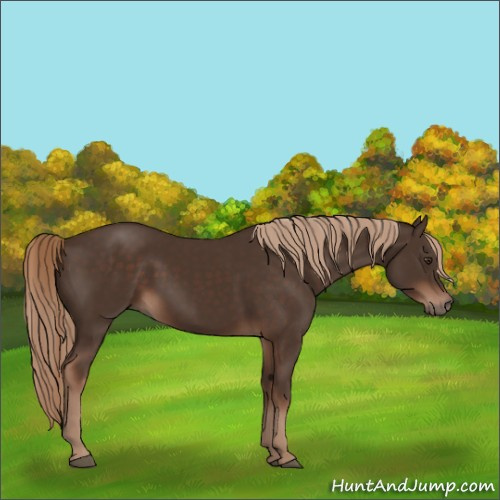 Horse Color:Liver Chestnut 