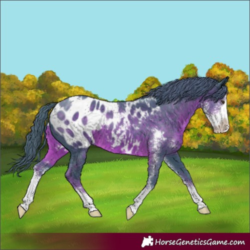 Horse Color:Watercolor Liver Chestnut Sabino Appaloosa 