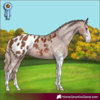 Horse Color:Chestnut Sabino Appaloosa 