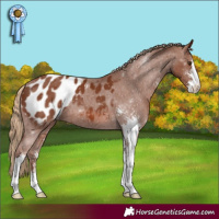 Horse Color:Chestnut Sabino Blanket 