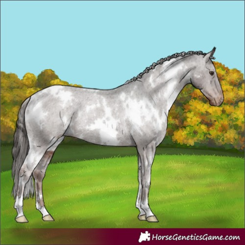 Horse Color:White Spotted Liver Chestnut Varnish Rabicano 