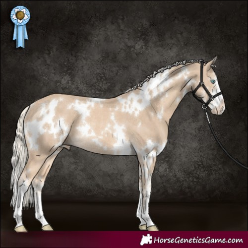 Horse Color:White Spotted Cremello Sabino Rabicano 