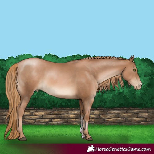 Horse Color:Liver Chestnut Pearl Sabino 