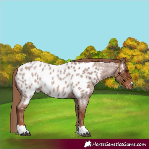 Horse Color:Red Roan Appaloosa 