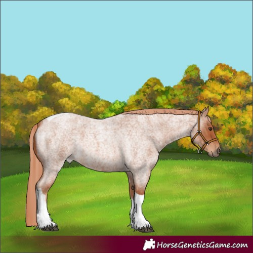 Horse Color:Unknown 