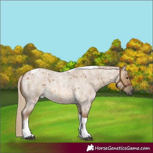 Horse Color:Chocolate Palomino Roan Dun Tobiano 