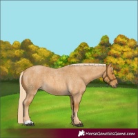 Horse Color:Palomino Roan 