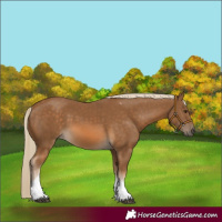 Horse Color:Chocolate Palomino Tobiano