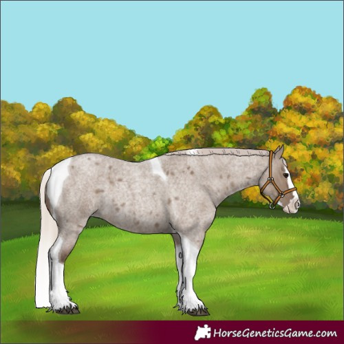 Horse Color:Silver Grullo Roan Splash Tobiano 