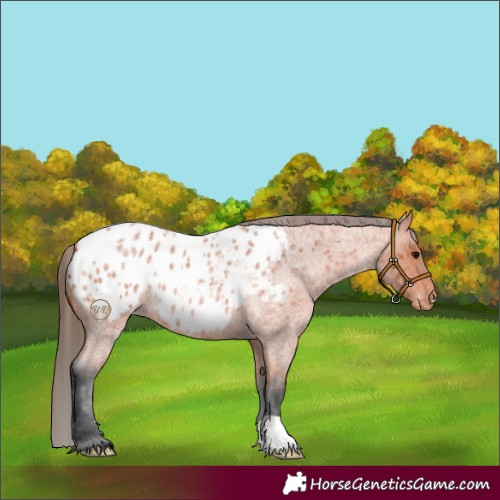 Horse Color:Bay Roan Appaloosa 
