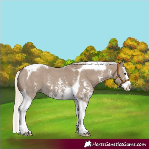 Horse Color:Silver Grullo Sabino Splash Tobiano 