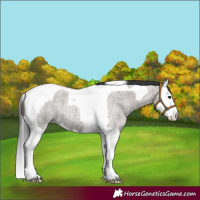 Horse Color:Grullo Roan Splash Tobiano 