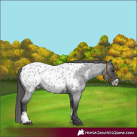 Horse Color:Blue Roan Sabino Near Leopard 