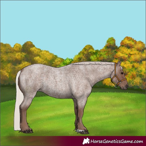 Horse Color:Silver Blue Roan 