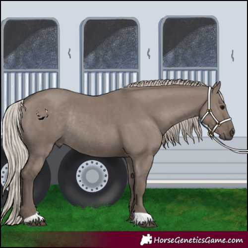 Horse Color:Silver Grullo Rabicano 