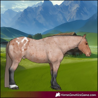 Horse Color:Bay Roan Blanket 