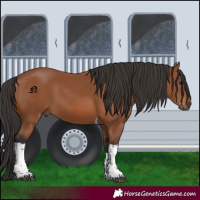 Horse Color:Bay Tobiano Rabicano 