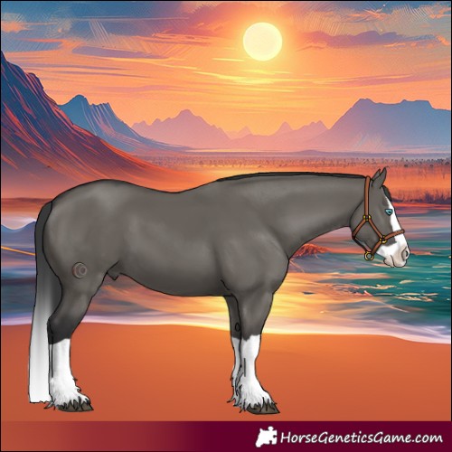 Horse Color:Grullo Splash 