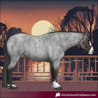Horse Color:Blue Roan 