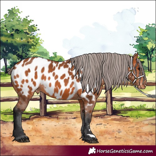 Horse Color:Bay Near Leopard