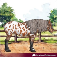 Horse Color:Bay Appaloosa 