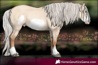 Horse Color:Silver Amber Champagne Dun Frame Rabicano 