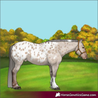 Horse Color:Liver Red Dun Tobiano Appaloosa 