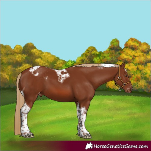 Horse Color:Chestnut Tobiano Blanket