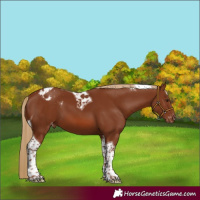 Horse Color:Chestnut Tobiano Appaloosa