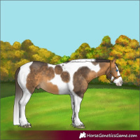 Horse Color:Buckskin Splash Tobiano