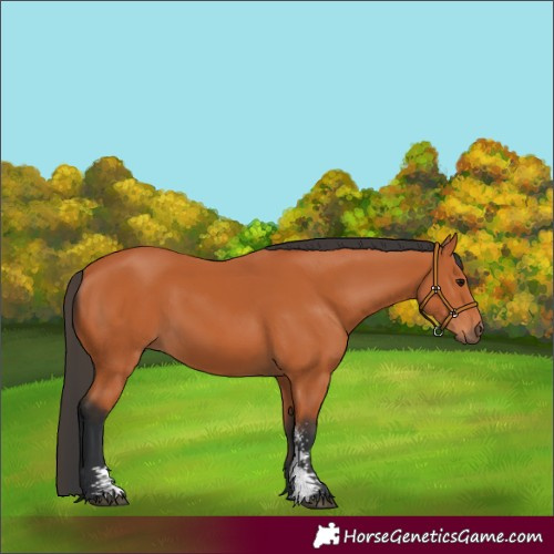 Horse Color:Unknown 