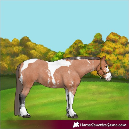 Horse Color:Unknown 