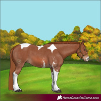Horse Color:Chestnut Sabino Tobiano 