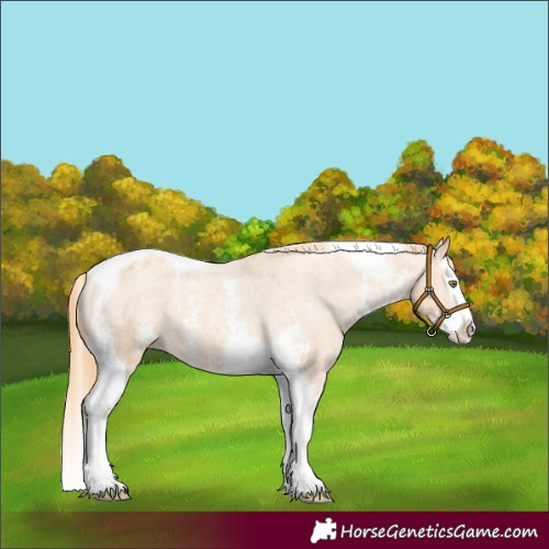 Horse Color:Gold Champagne Sabino Splash Tobiano Appaloosa Rabicano
