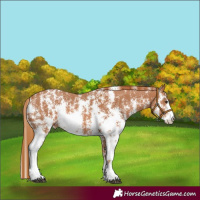Horse Color:Chestnut Sabino