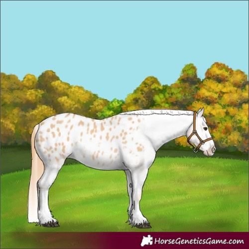 Horse Color:Red Dun Sabino Appaloosa 