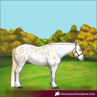 Horse Color:Red Dun Sabino Appaloosa 