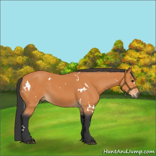 Horse Color:White Spotted Bay Sabino 