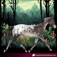 Horse Color:Brown Mushroom Tobiano Appaloosa