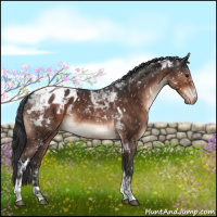 Horse Color:White Spotted Brown Tobiano Appaloosa 