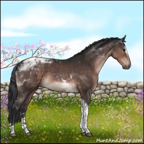 Horse Color:Brown Sabino Tobiano 
