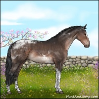 Horse Color:Brown Sabino Tobiano 