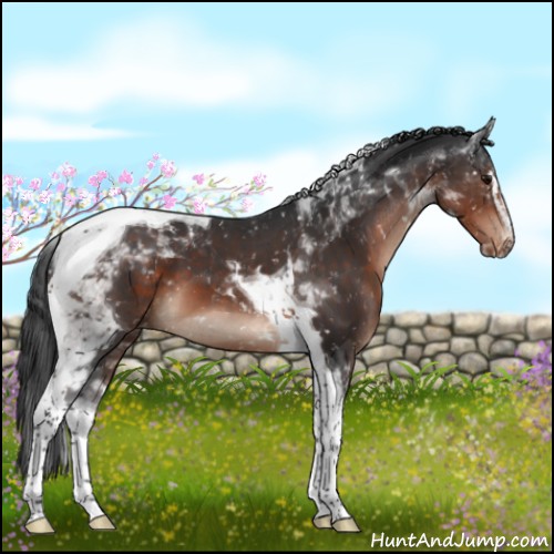 Horse Color:Brown Sabino Tobiano Snowflake Varnish 