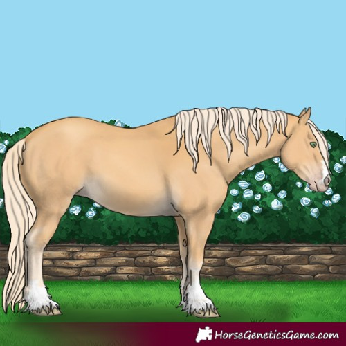 Horse Color:Gold Cream Champagne 