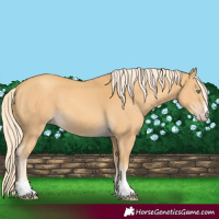 Horse Color:Gold Cream Champagne