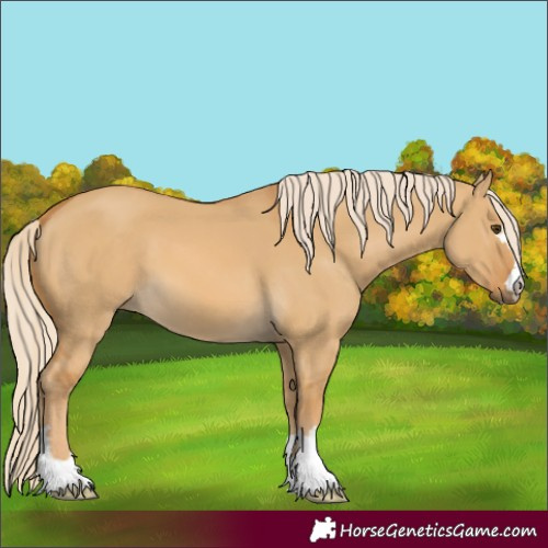 Horse Color:Unknown 
